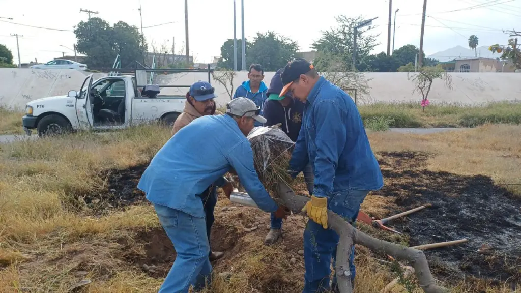 Servicios Públicos concluye el rescate de 50 árboles del Metro Parque Río Nazas